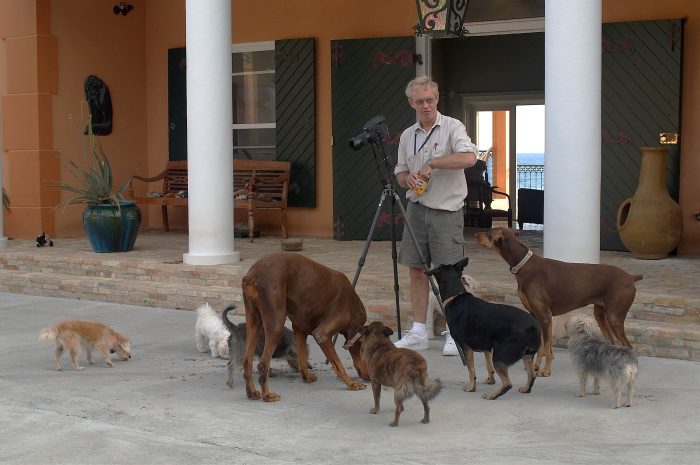 Dogs with their owner